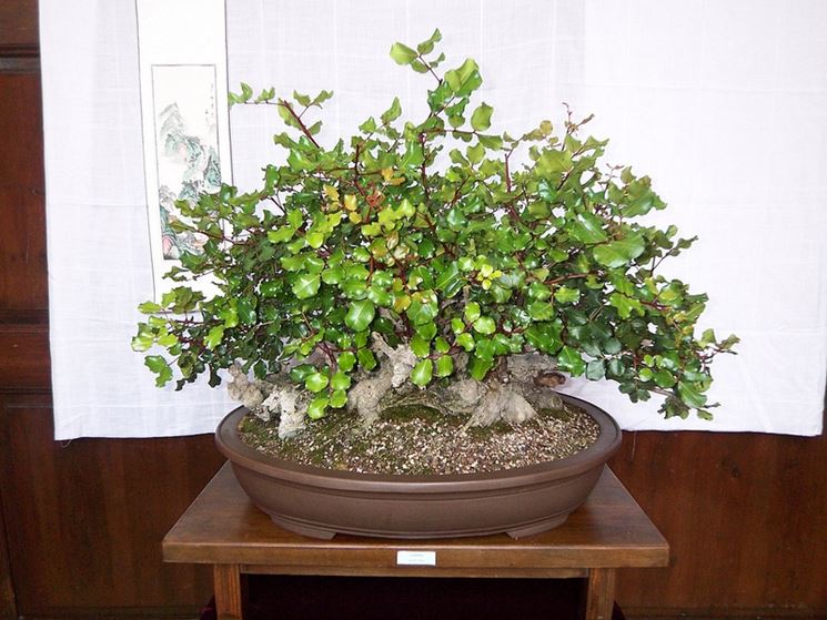 Pianta di Bonsai