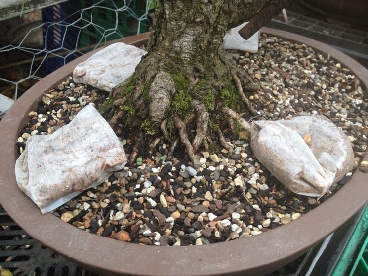 Fertilizzante per bonsai