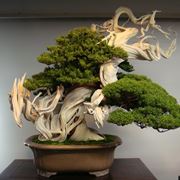 Bonsai contorto