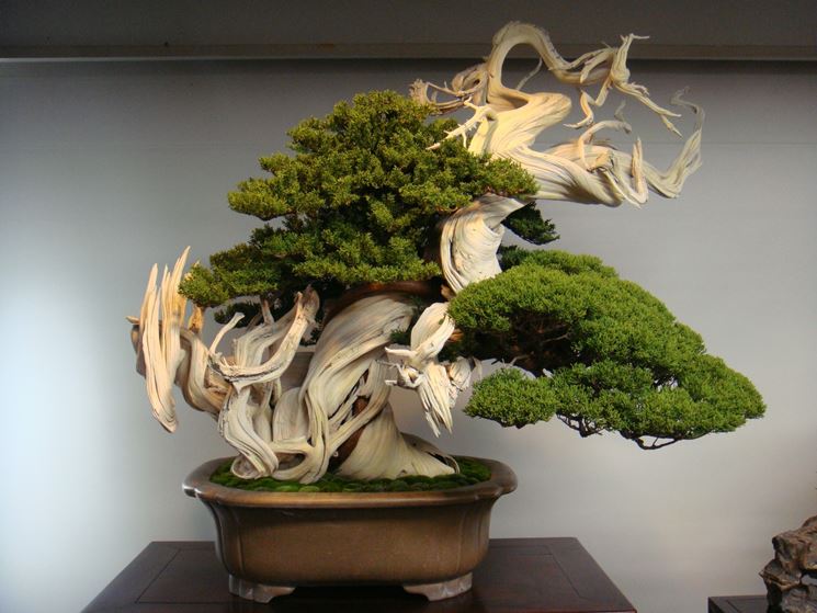 Bonsai contorto