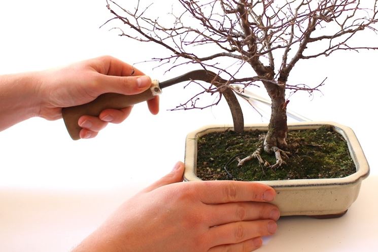 Ciliegio bonsai