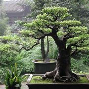 Esemplare di Ficus bonsai