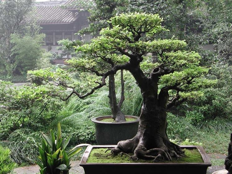 Esemplare di Ficus bonsai