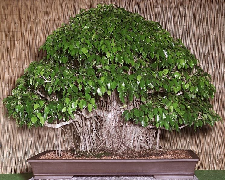 Bonsai Ficus Benjamina