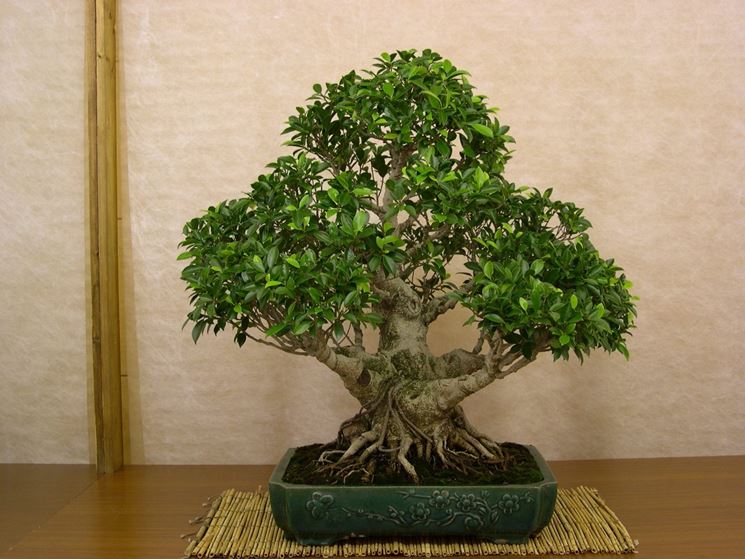 Bonsai di Ficus retusa