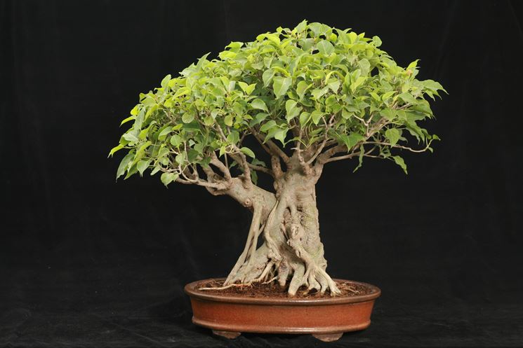 Pianta bonsai di Ficus