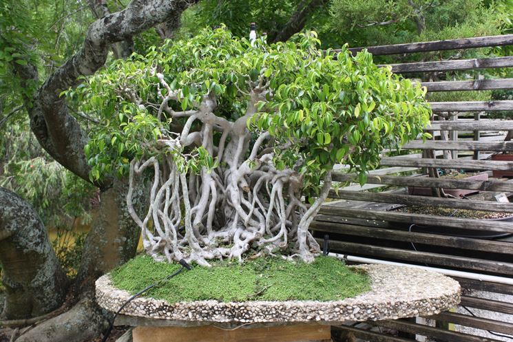 ficus benjamin bonsai