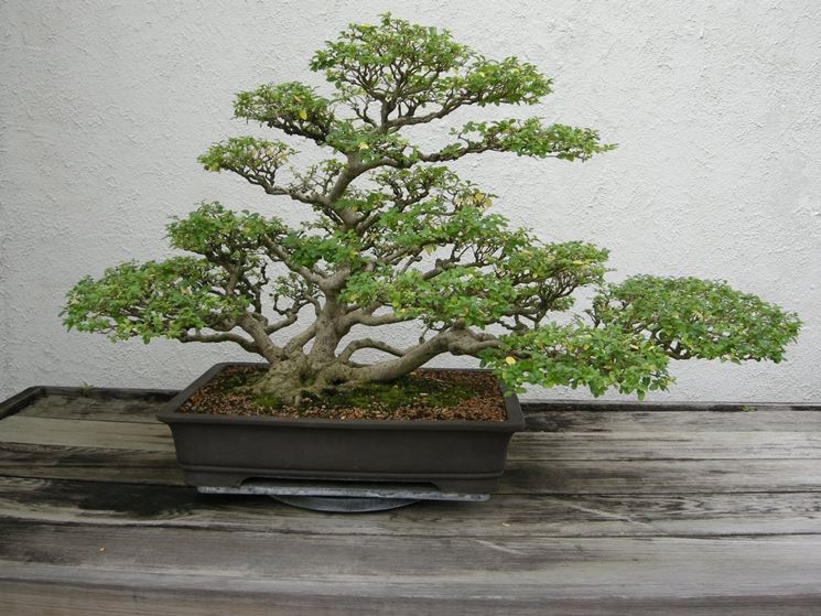 Bonsai Ligustrum