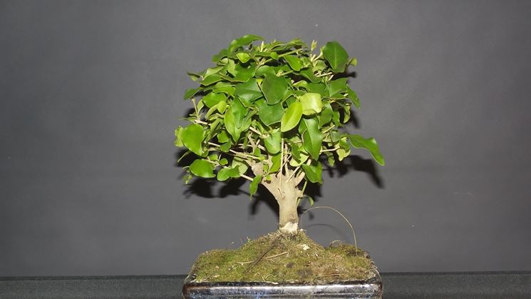 Bel bonsai