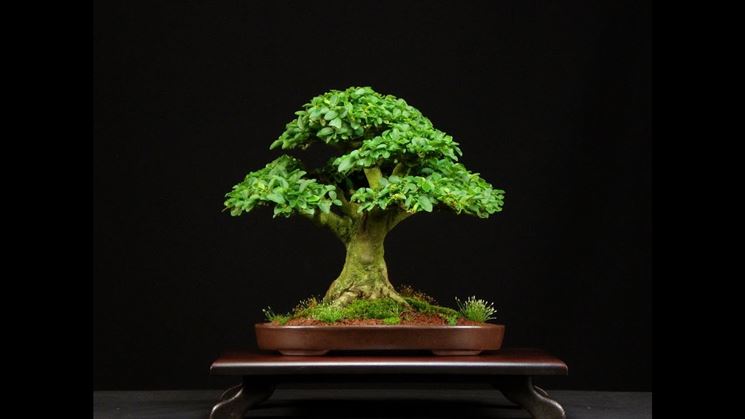 Bonsai ligustrum