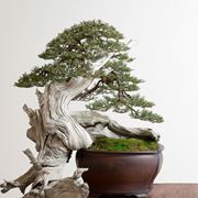 Esempio di bonsai