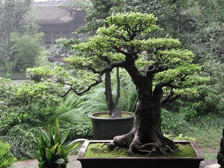 Esempio di arte del bonsai