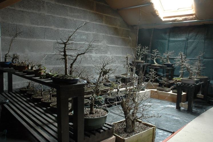 Bonsai al riparo in inverno