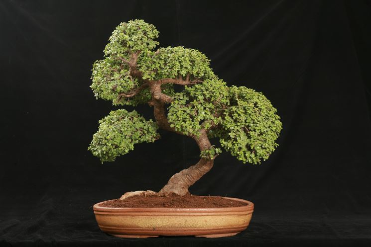 esempio bonsai