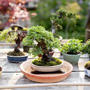 Innaffiare bonsai immersione