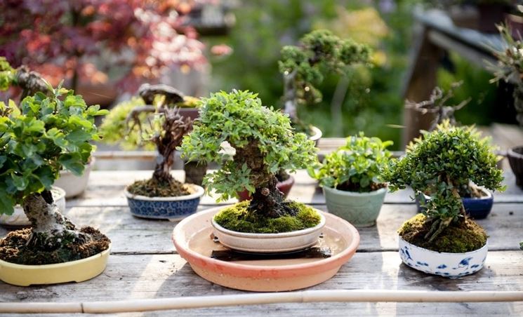 Innaffiare bonsai immersione