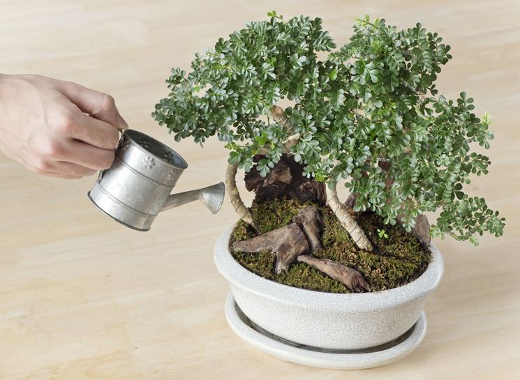 Bonsai bagnato