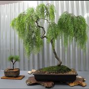 Bonsai salice piangente