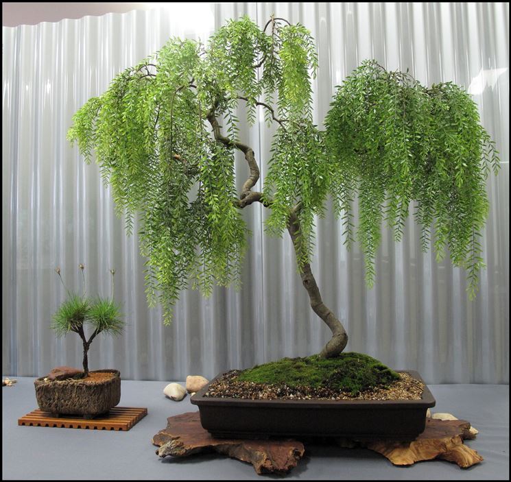 Bonsai salice piangente