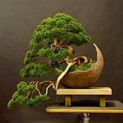 Vaso per bonsai originale