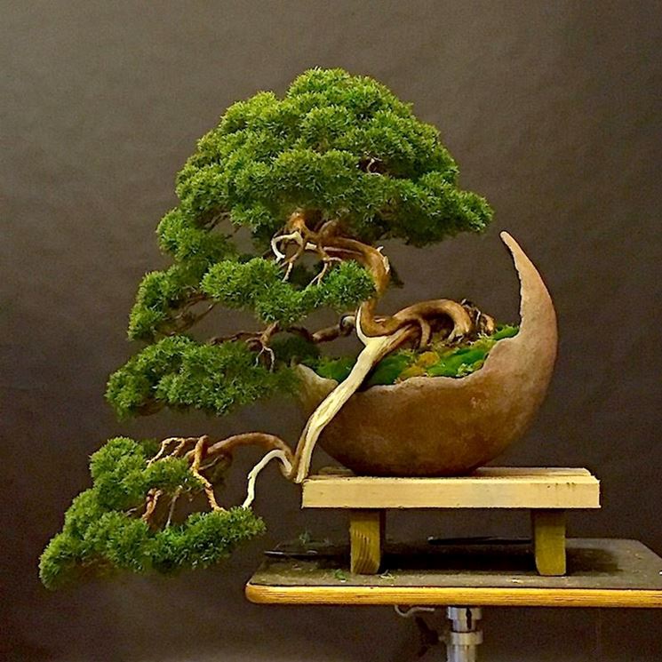 Vasi per bonsai - Cura bonsai - Tipi di vasi per bonsai