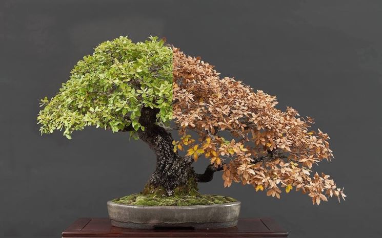 bonsai in vaso