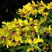 Orchidee Dendrobium gialle