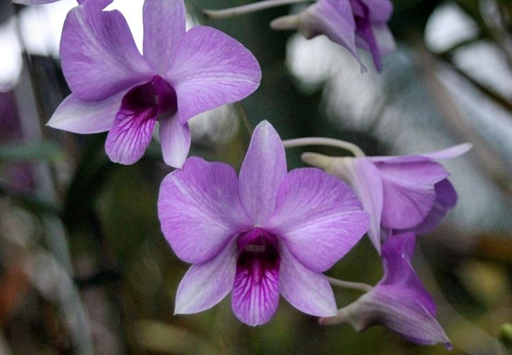 Orchidee Dendrobium viola