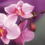 Fioritura rigogliosa a seguito di concime orchidee