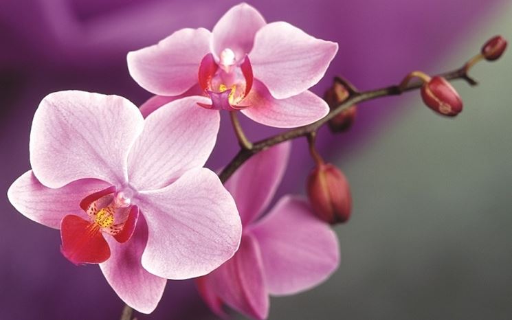 Fioritura rigogliosa a seguito di concime orchidee