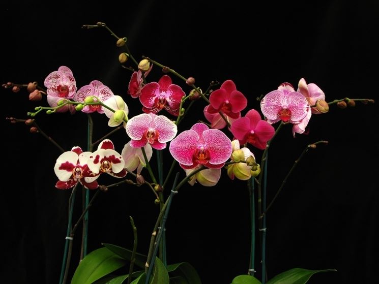 Fioritura orchidee