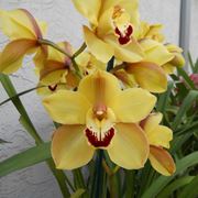 Esemplari di orchidee Cymbidium