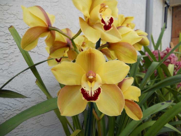 Esemplari di orchidee Cymbidium