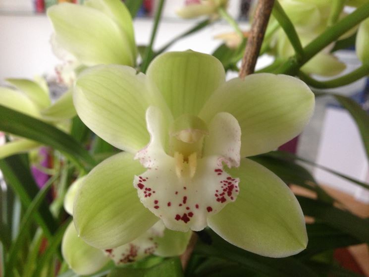 Fiore di orchidea Cymbidium