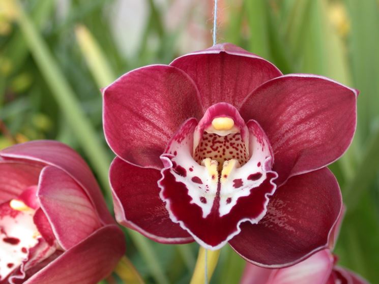 Fiore variegato di orchidea