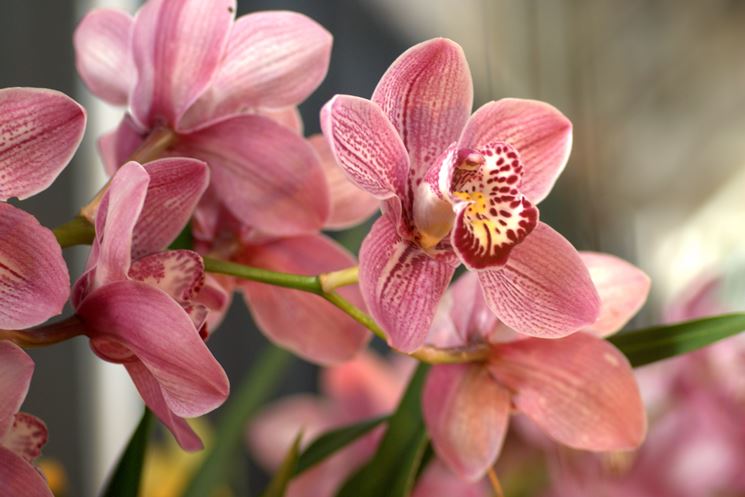 Fiori di orchidea Cymbidium