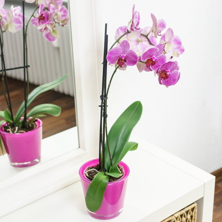 Orchidea in casa