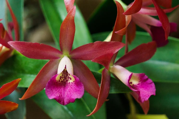 Tipologia di orchidea