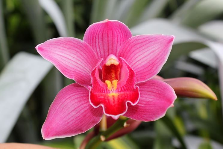 Esemplare orchidea