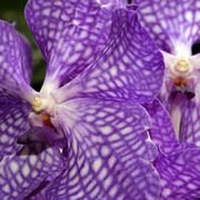 Le Orchidee Vanda