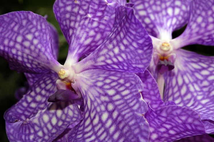 Le Orchidee Vanda