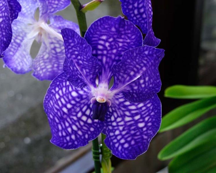 Le Orchidee Vanda in fiore