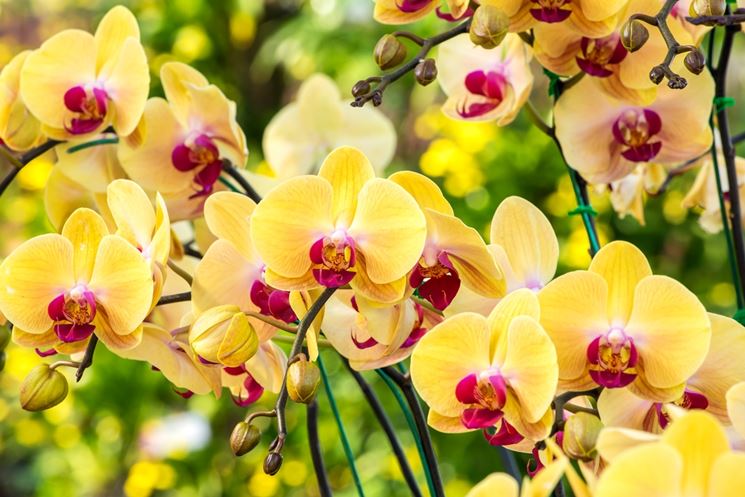 orchidea gialla