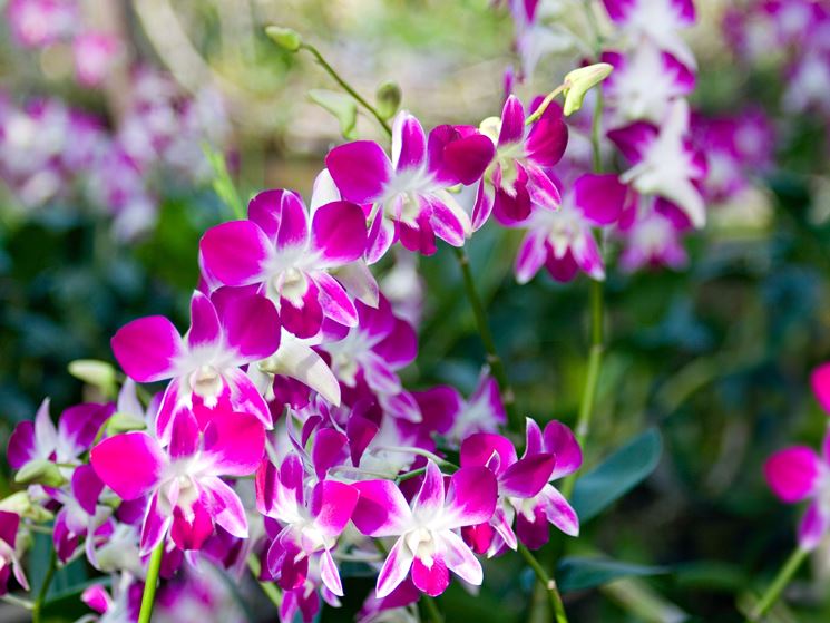 orchidee dendrobium