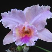 Fiore orchidea cattleya