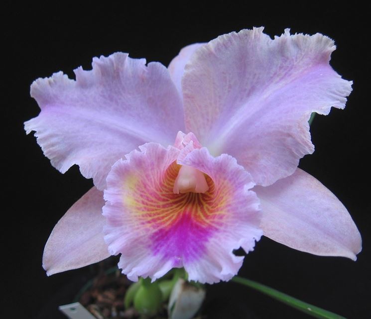 Fiore orchidea cattleya