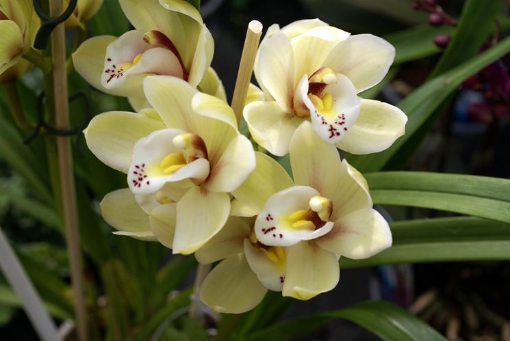 Orchidee cattleya