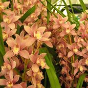 Le Orchidee Cymbidium