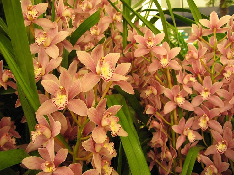 Le Orchidee Cymbidium