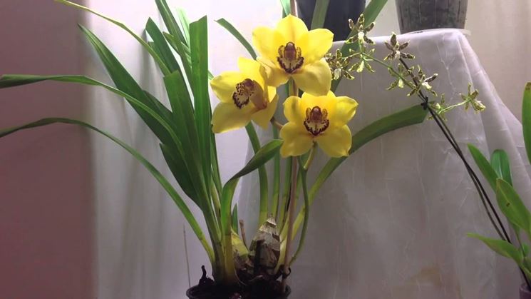 Le Orchidee Cymbidium nel vaso